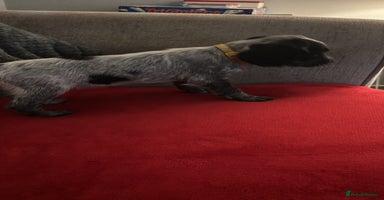 Cocker Spaniel dogs READY NOW LAST 2 GIRL COCKER SPANIEL PUPS - Advert 10