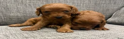 Cavapoo dogs for sale: Health clear F1 Cavapoo boys - Advert 9
