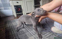 Mixed Breed dogs for sale: Whippet pups - Image 1