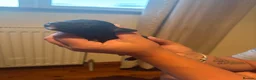 Lurcher dogs for sale: Collie greyhound whippet greyhound Lurcher pups  - Advert 8