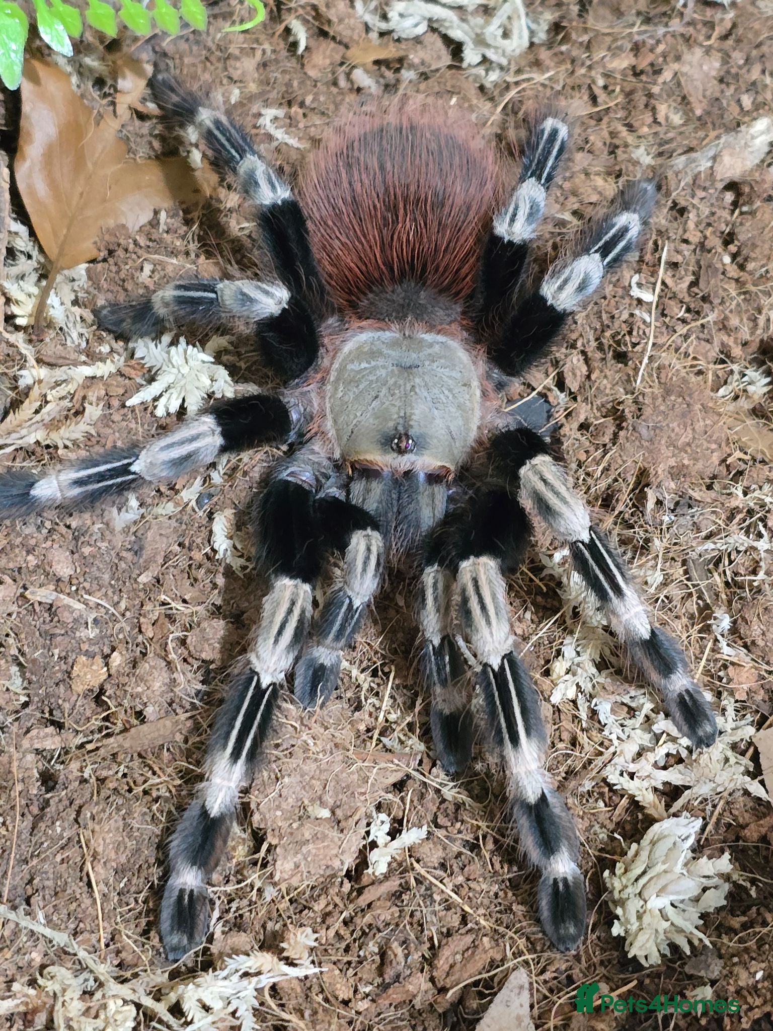 Tarantulas invertebrates Mature female tarantula - Advert 1