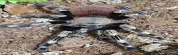 Tarantulas invertebrates for sale: 💥💥Mature & juvenile tarantulas 💥💥 - Advert 3