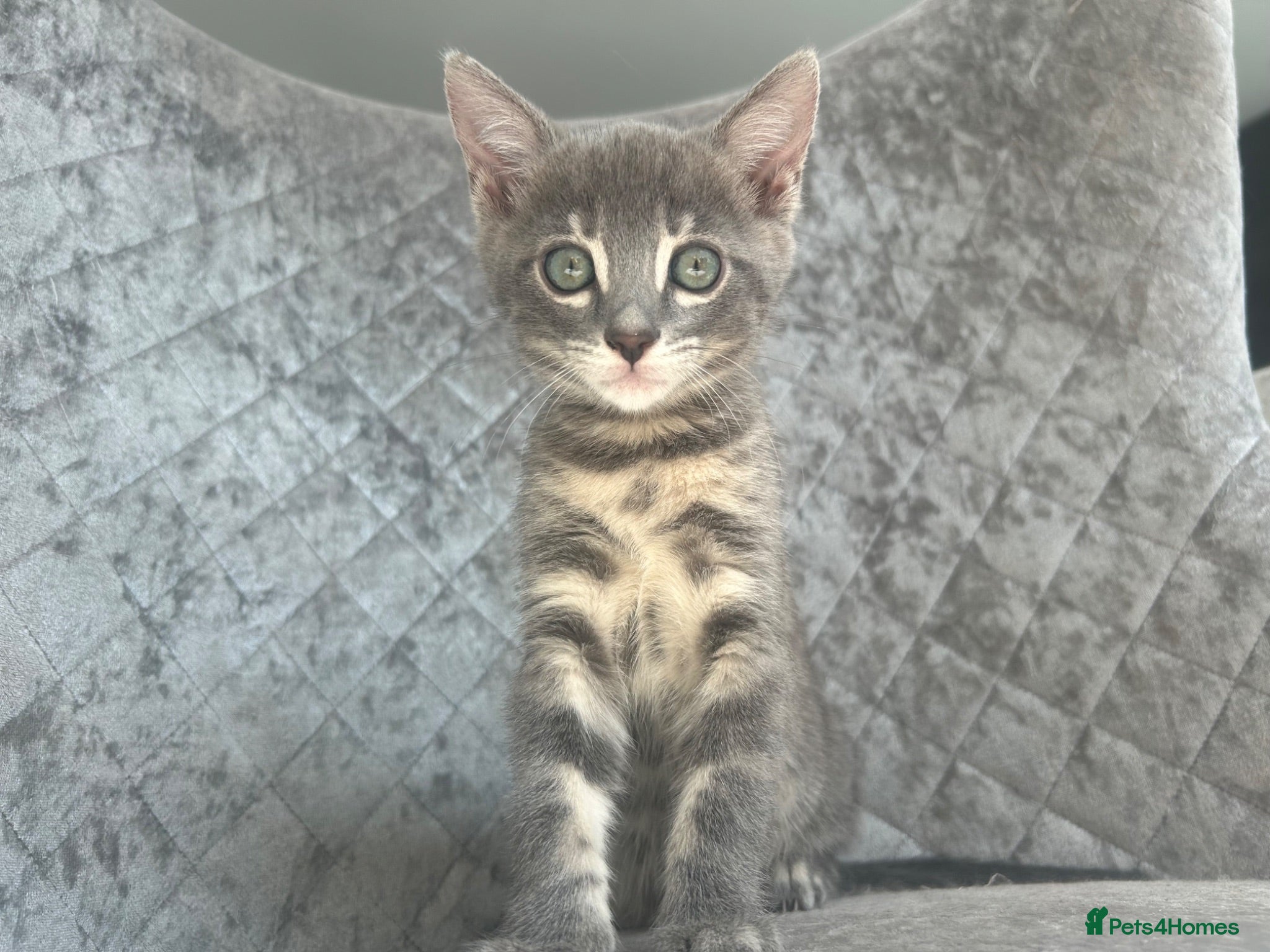 Bengal cats 3 Female Blue TICA Registered Bengal kittens  - Advert 5