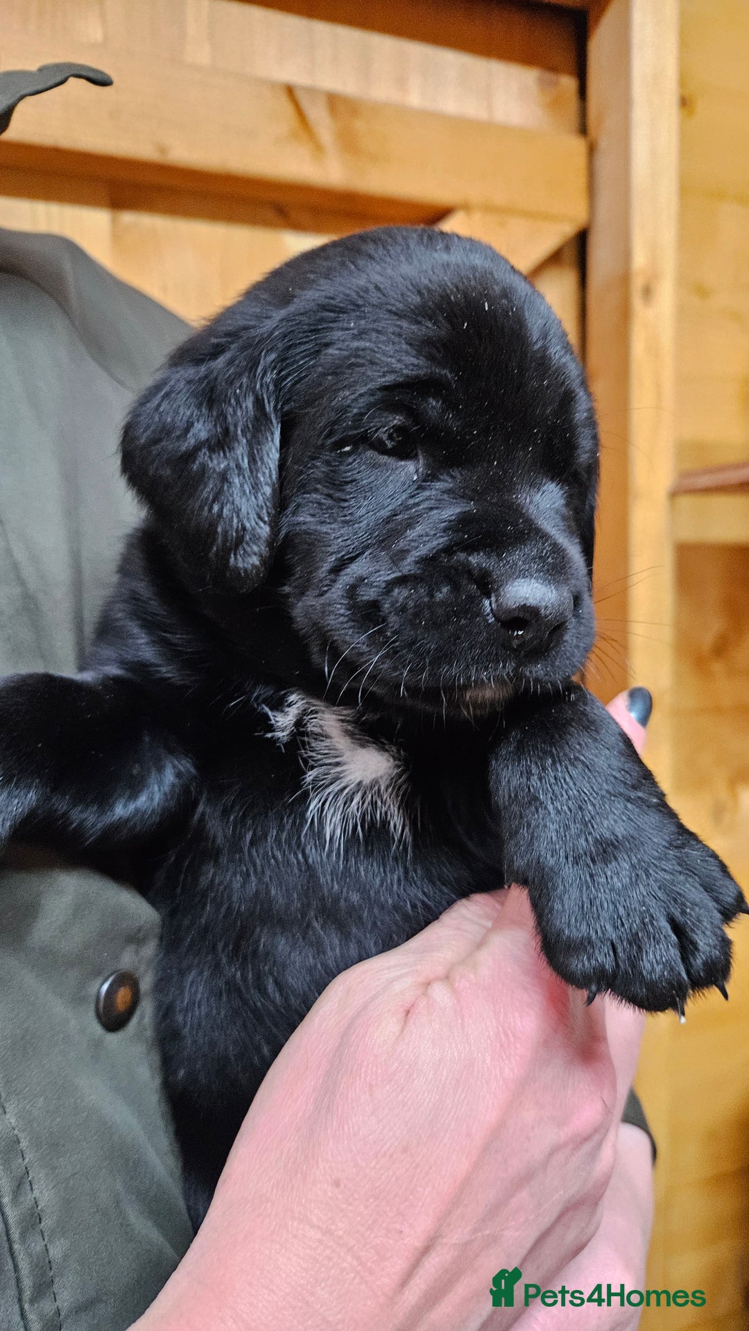 Labrador Retriever dogs for sale: Black labrador x gwp puppies working or pet homes - Advert 23
