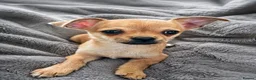 Chihuahua dogs for sale: Two Female Chihuahuas For Sale - Advert 4