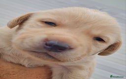 Labrador Retriever dogs for sale:  Beautiful, bouncing Pedigree Pups - Image 20