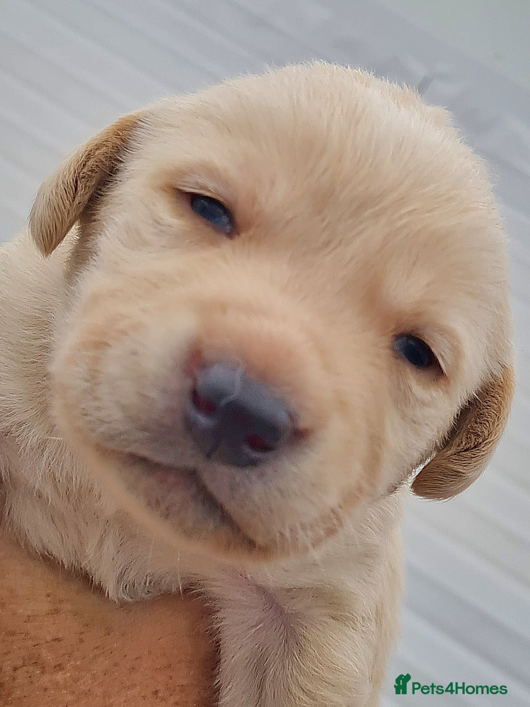 Labrador Retriever dogs for sale:  Beautiful, bouncing Pedigree Pups - Image 20