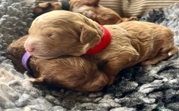 Cavapoo dogs for sale: F1b Toy cavapoo puppies extensively health tested - Image 9