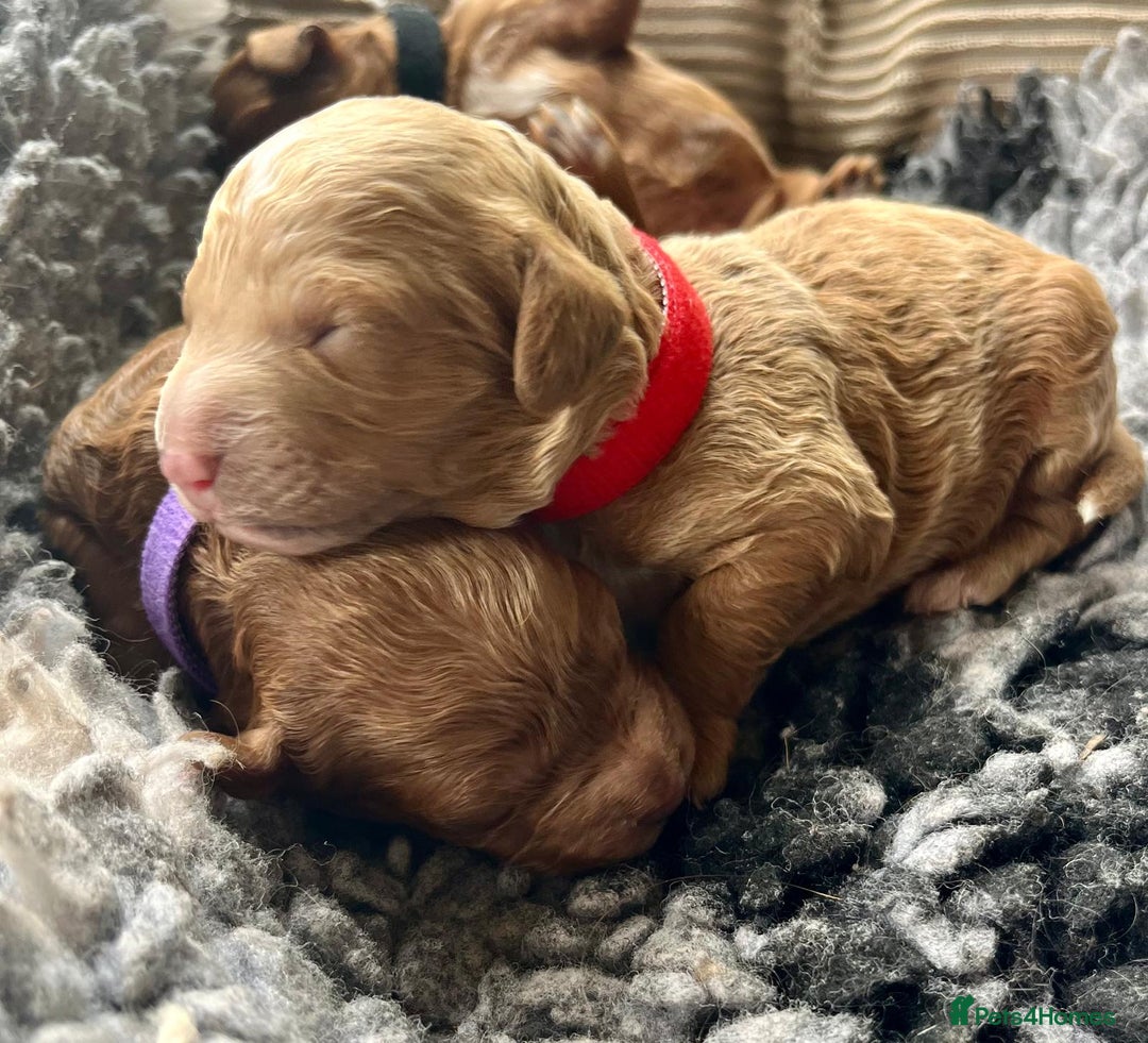 Cavapoo dogs for sale: F1b Toy cavapoo puppies extensively health tested - Image 9