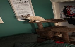 Devon Rex cats for sale: Devon Rex Boy “Chino” - Advert 4