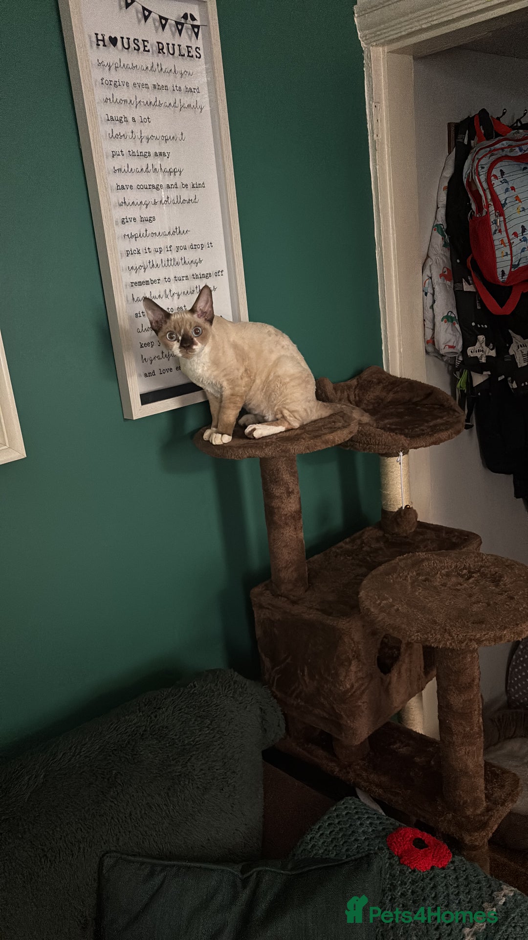 Devon Rex cats for sale: Devon Rex Boy “Chino” - Advert 4