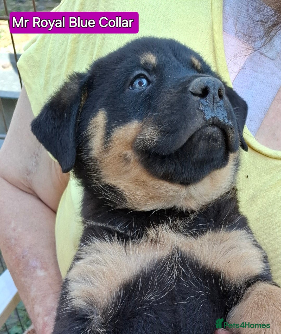 Rottweiler dogs for sale: Stunning Litter Of Shepweiler X Mastiff Pups - Image 20