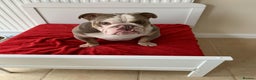 English Bulldog dogs for sale: British  bulldog for rehoming  - Advert 6