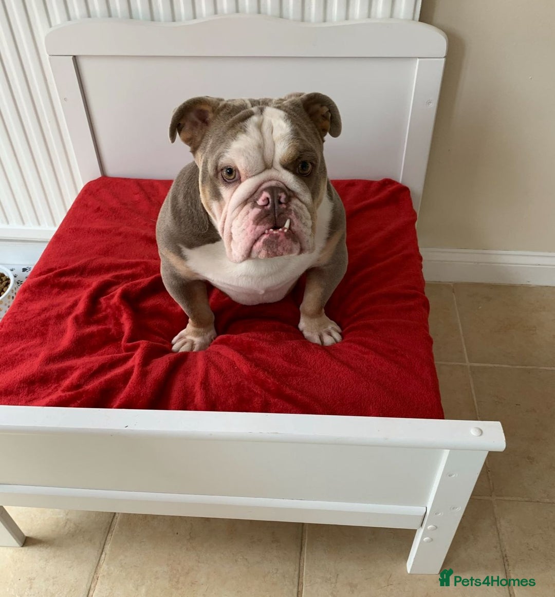 English Bulldog dogs for sale: British  bulldog for rehoming  - Advert 6