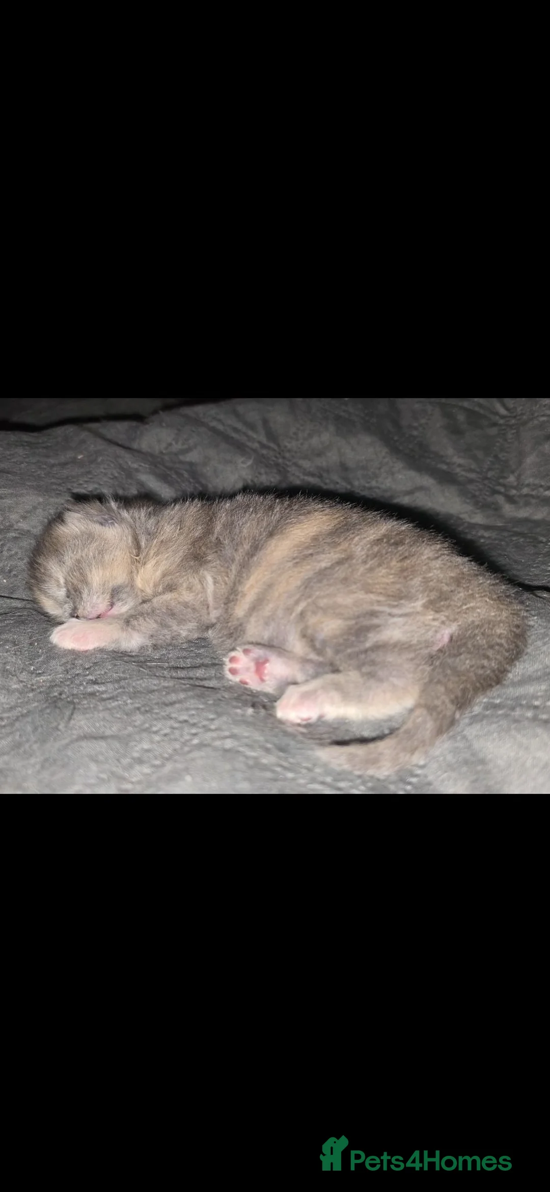 Maine Coon cats for sale: Beautiful maine coon kitten - Advert 9