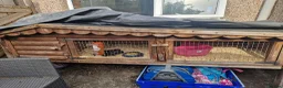 Guinea Pig rodents for sale: 2 male ginuea pigs in Bristol - Advert 3