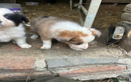 Border Collie dogs for sale: Border collie pups - Image 7