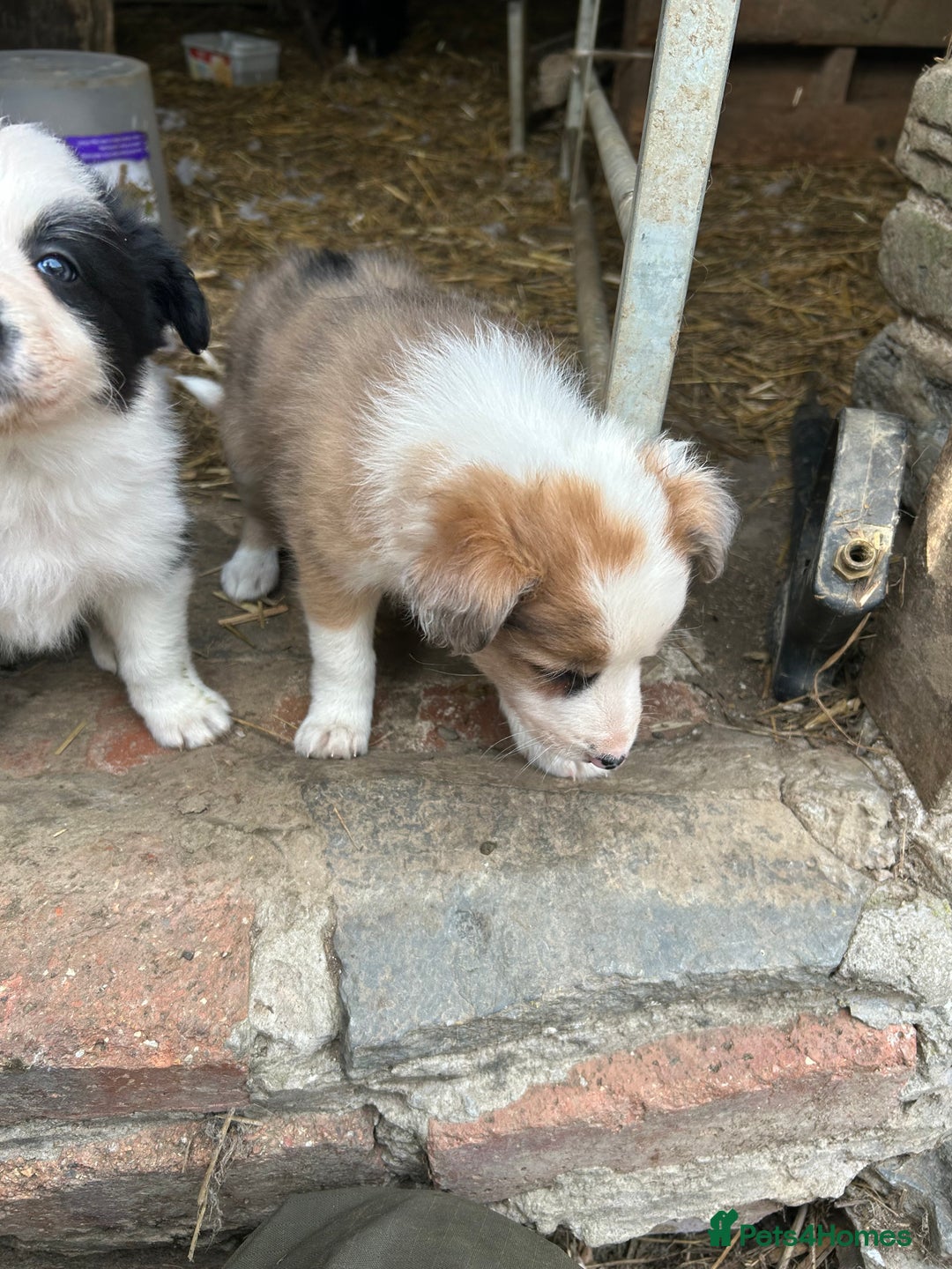 Border Collie dogs for sale: Border collie pups - Image 7