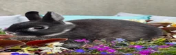 Netherland Dwarf rabbits for sale: Netherland dwarf bunny rabbits silly tame - Advert 2