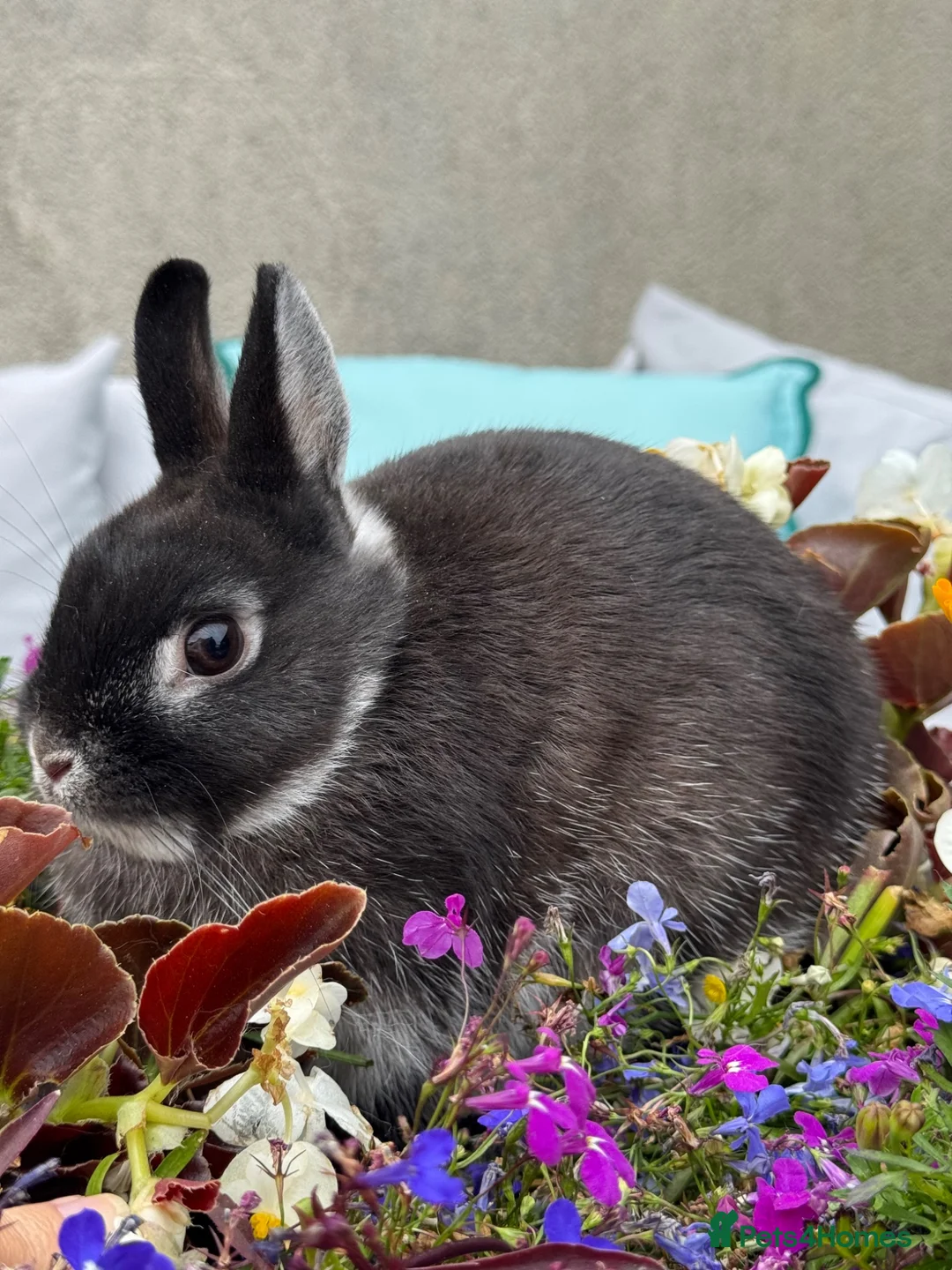 Netherland Dwarf rabbits for sale: Netherland dwarf bunny rabbits silly tame - Advert 2