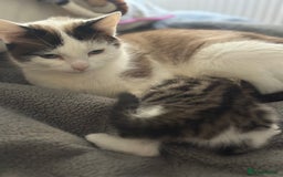 Domestic Shorthair cats for sale: Beautiful Fluffy Kittens - Advert 6