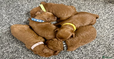 Cockapoo dogs - Advert 16