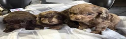 Cockapoo dogs for sale: F1 CHOCOLATE/ CHOCOLATE MERLE COCKAPOOS  - Advert 12