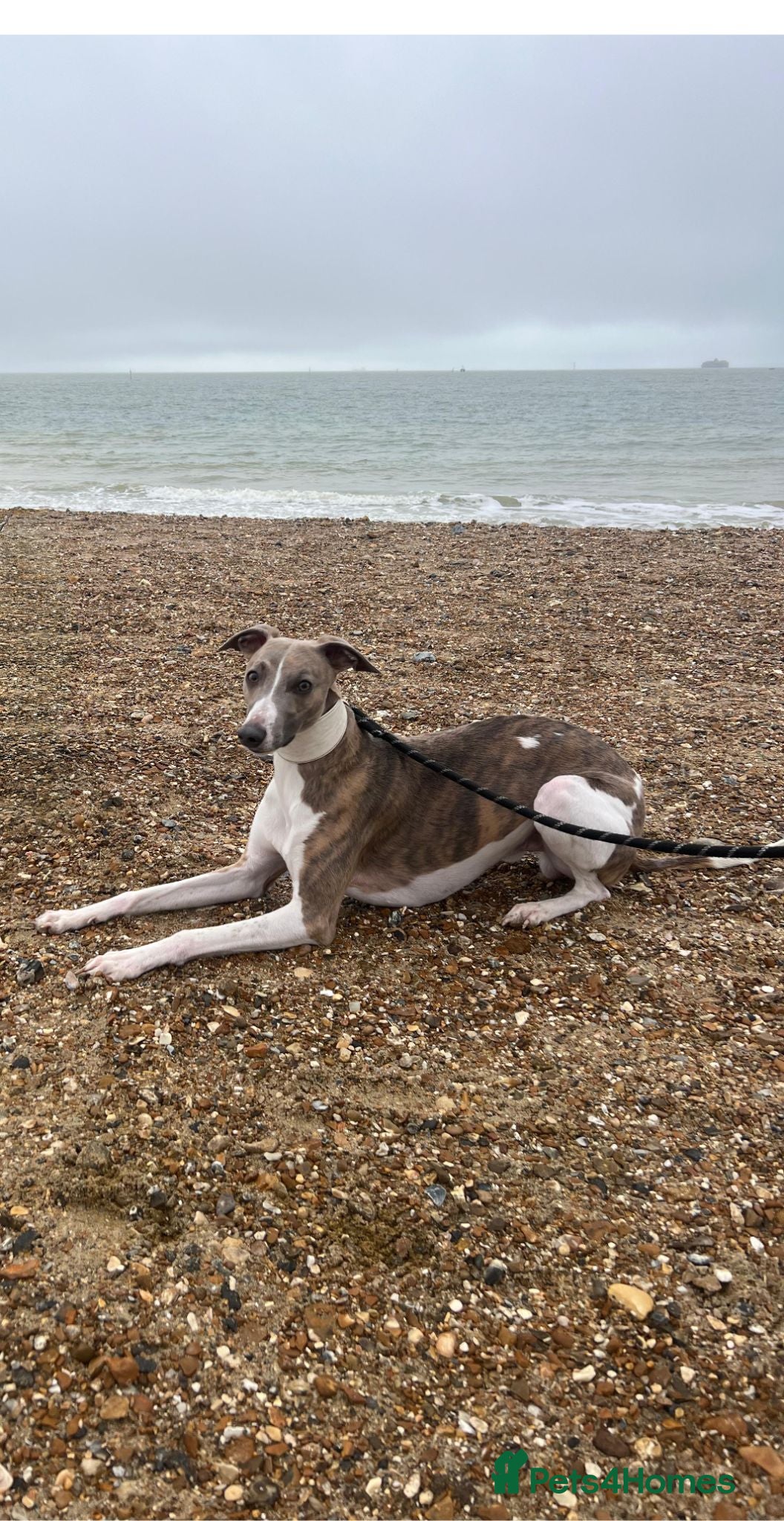 Whippet dogs KC registered stud, big, based in Hampshire - Advert 2