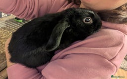 Mini Lop rabbits for sale: Black buck mini lop - Image 3