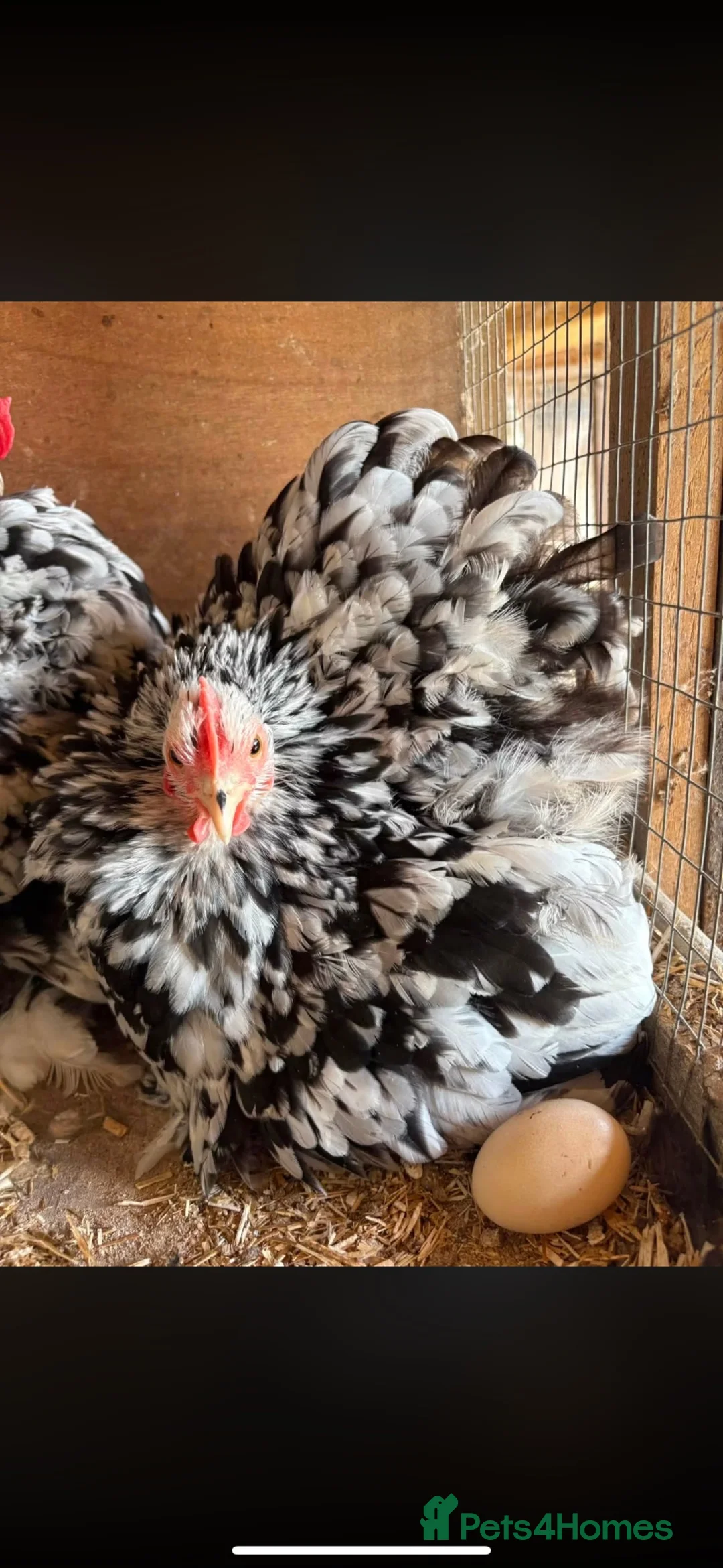 Chickens poultry for sale: Mottled Pekin Trio - Advert 2