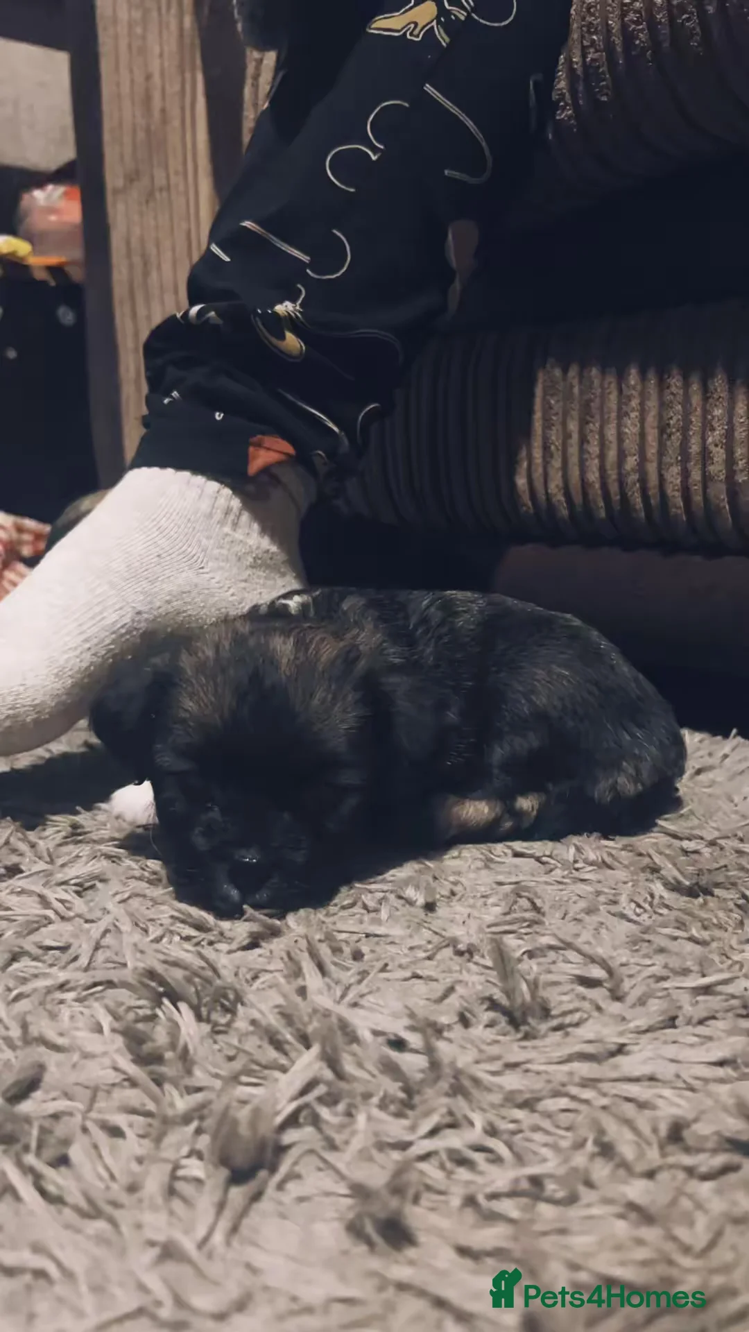 Mixed Breed dogs for sale: Chinese Crested X Shih Tzu - Advert 8