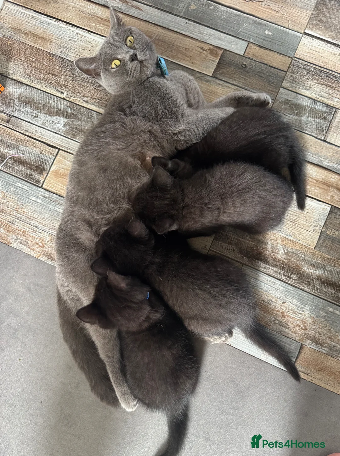 British Shorthair cats for sale: 6 Chunky British Shorthair kittens - Advert 2