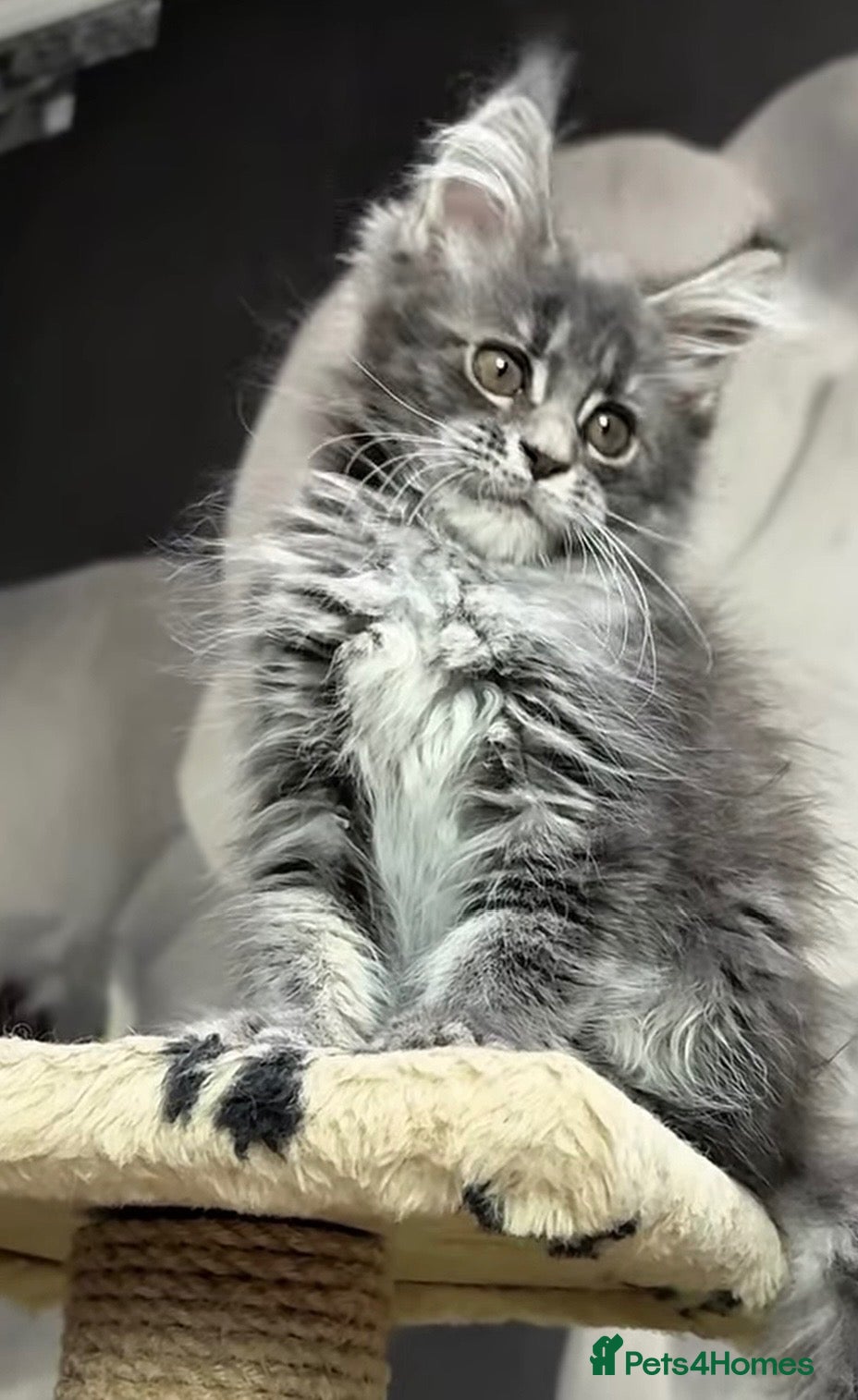 Maine Coon cats Xl Maine coon kittens 12 week 12th sept  - Advert 1