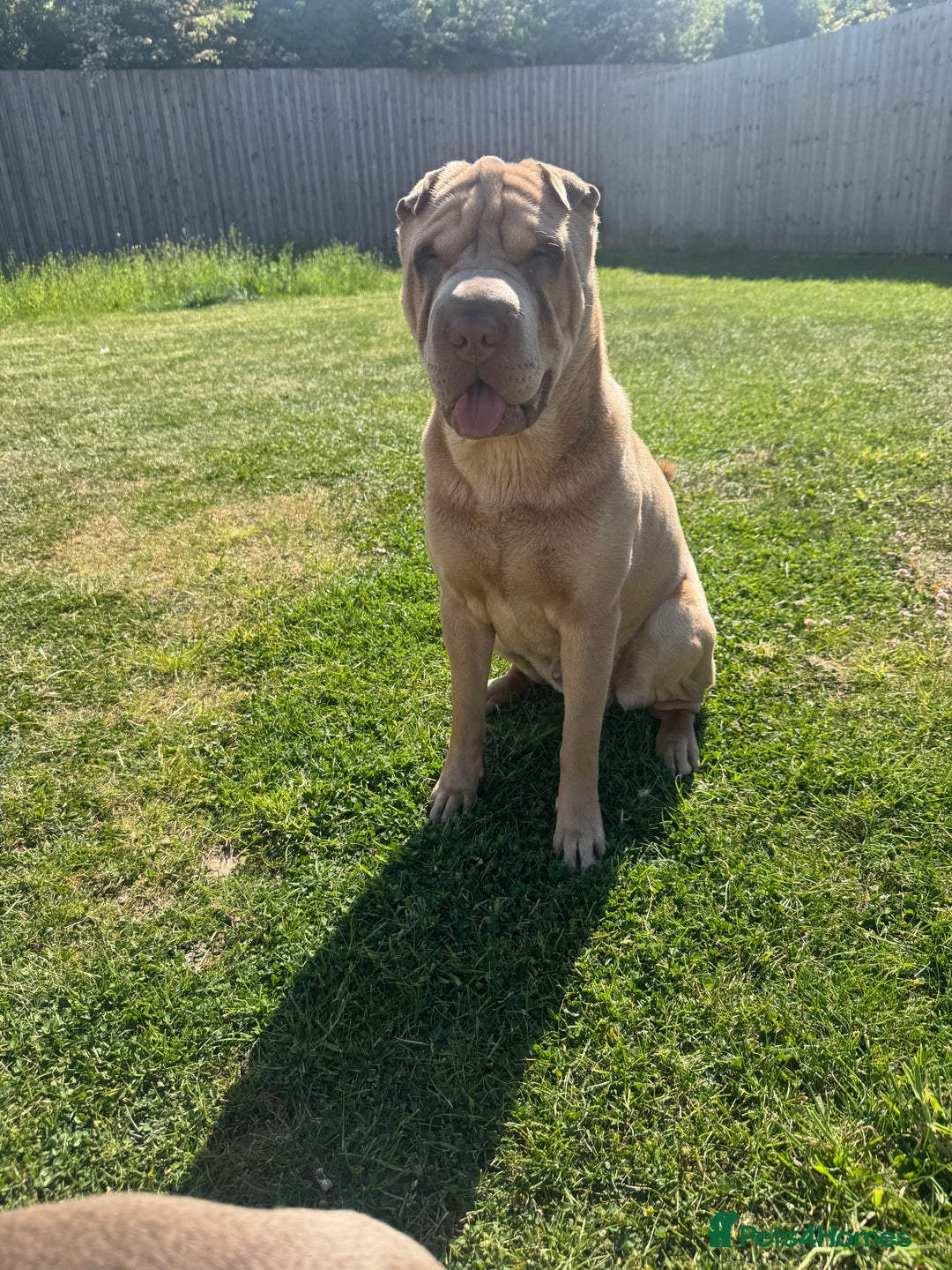 Shar Pei dogs for stud: Mr Bear 🐻 🦍 - Image 7