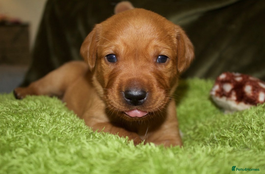 Labrador Retriever dogs for sale: 🐾 KC Registered Fox Red Lab Puppies 🐾 - Image 37