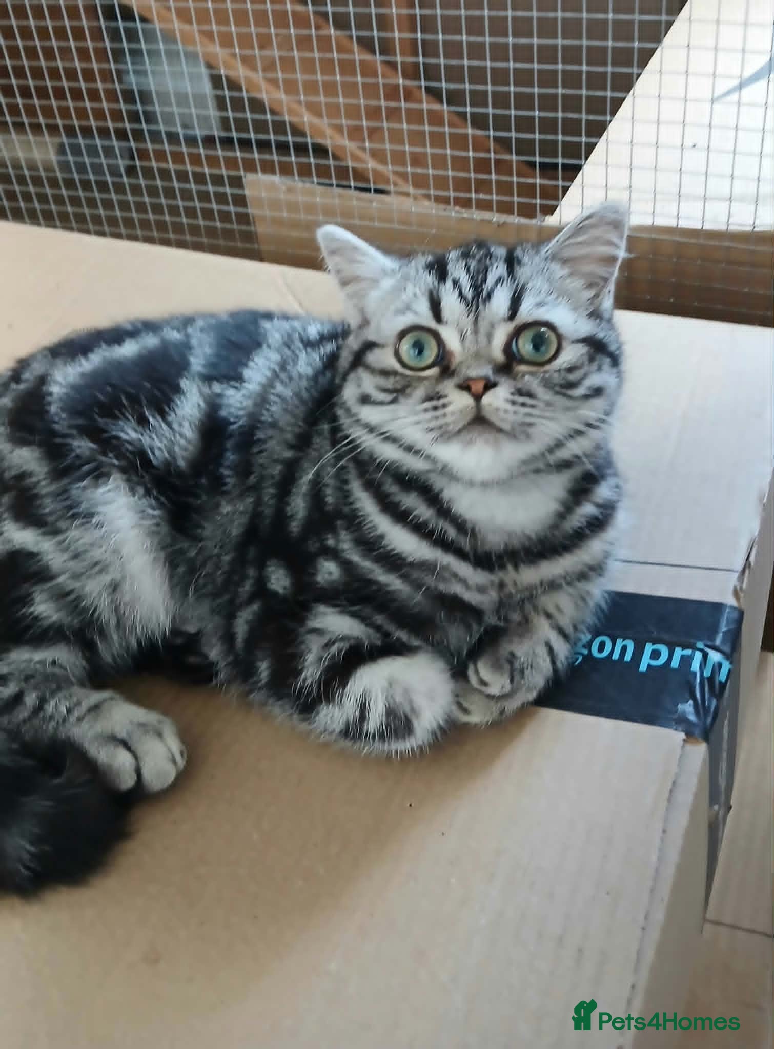 British Shorthair cats Bsh. Silver Classic Tabby . - Advert 11
