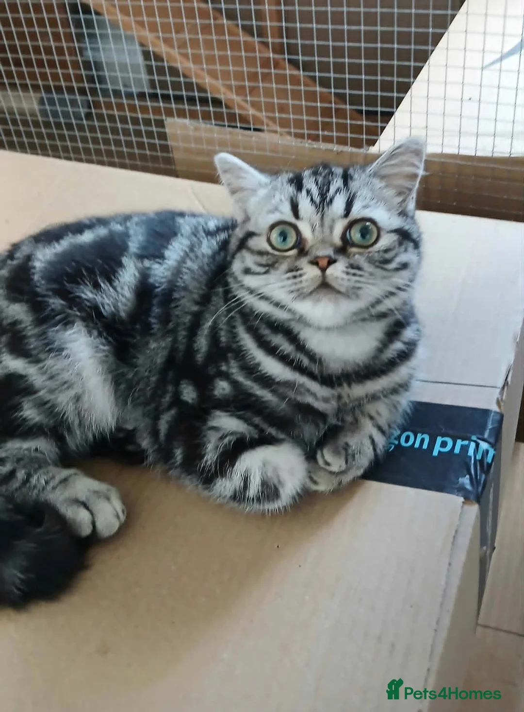 British Shorthair cats for sale: Bsh. Silver Classic Tabby . - Advert 2