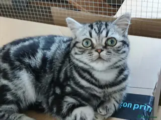 British Shorthair cats Bsh. Silver Classic Tabby . - Advert 11