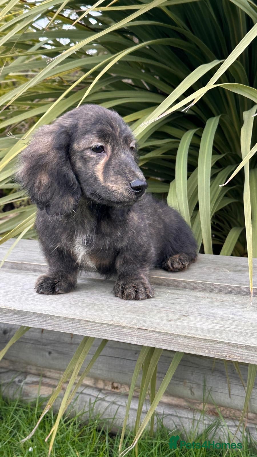 Miniature Dachshund dogs Miniature long haired brindle male - Advert 14