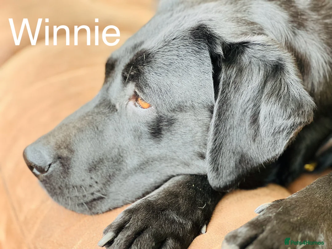 Labrador Retriever dogs for sale: KC Labrador Pups Chunky Traditional  Working - Advert 26