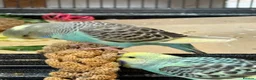 Budgerigars birds for sale: Young budgies for sale  in Boston - Advert 4