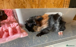 Guinea Pig rodents for sale: Abyssinian Boar Baby, black & tan band & rosettes - Image 4