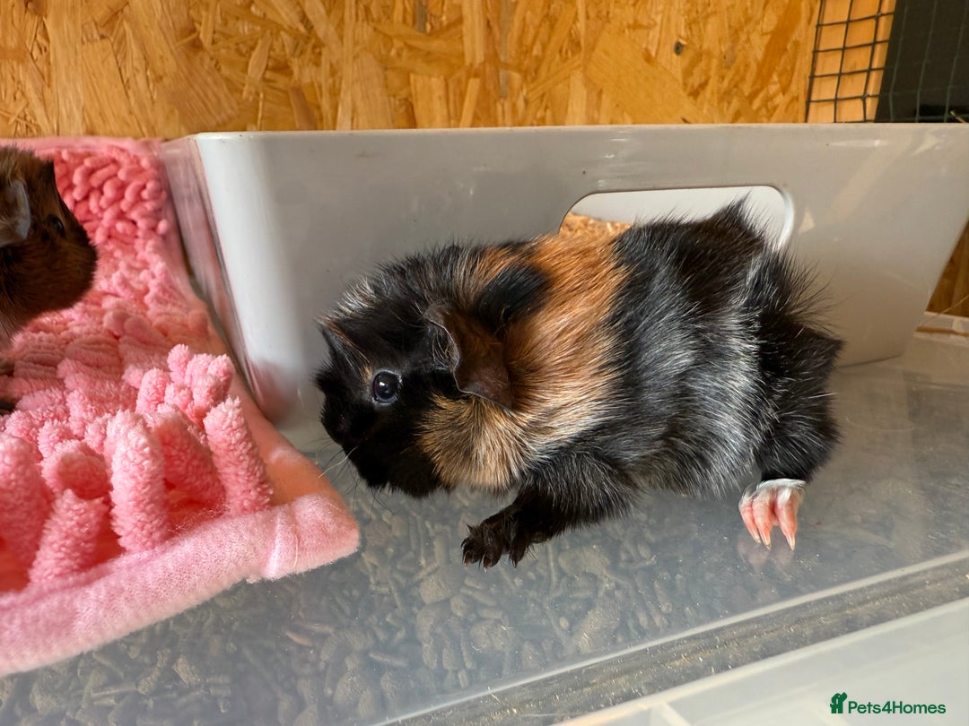 Guinea Pig rodents for sale: Abyssinian Boar Baby, black & tan band & rosettes - Image 4