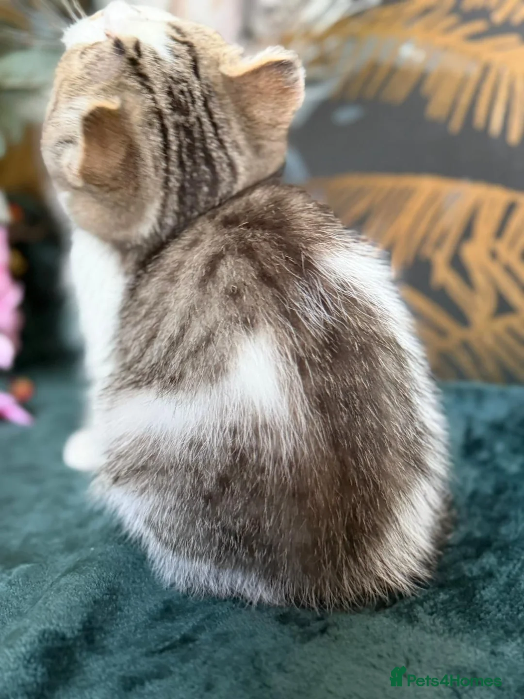 Brazilian Shorthair cats for sale: TIKA  Beautiful British Shorthair Girls - Advert 2