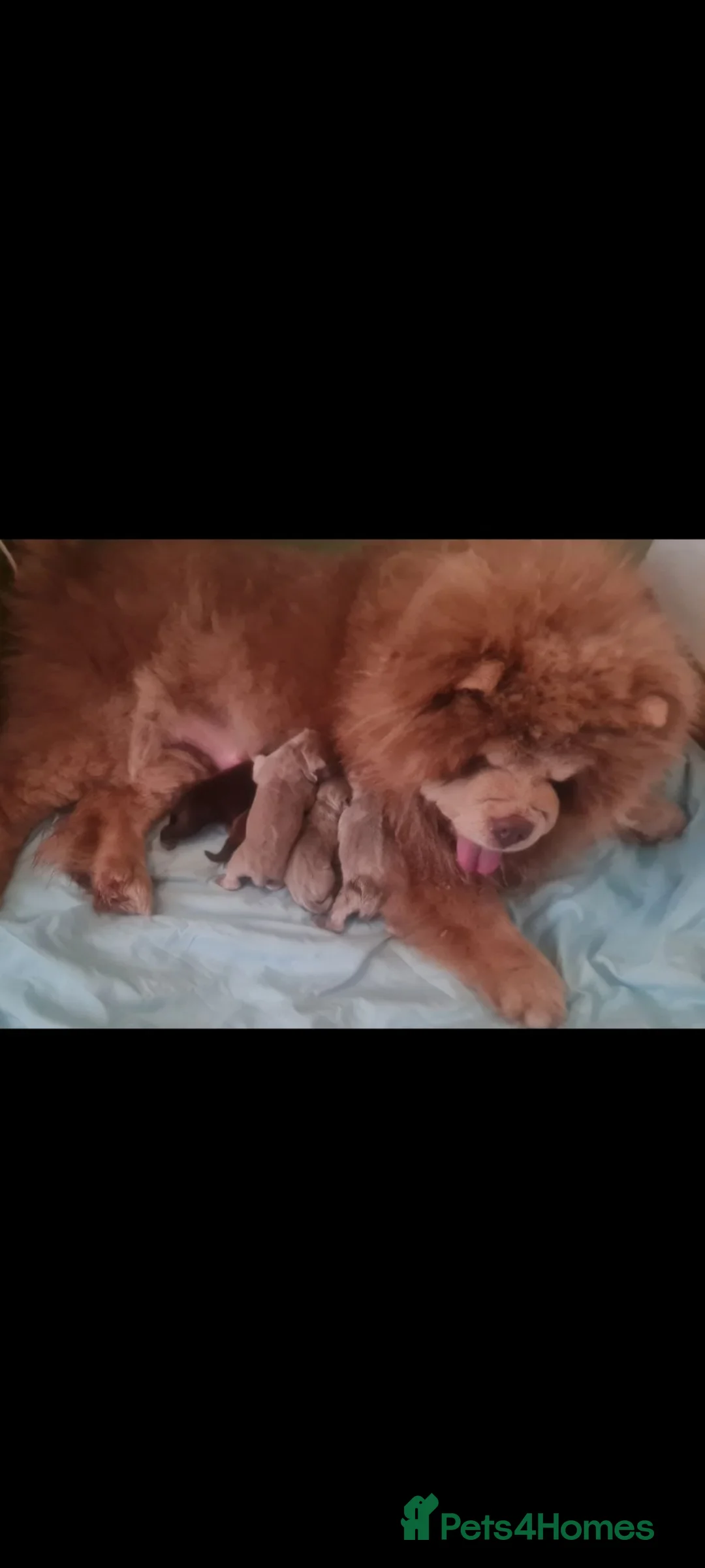 Chow Chow dogs for sale: Quality chow chow puppies.  - Advert 2