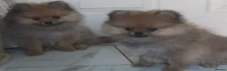 Pomeranian dogs for sale: KC registered pomeranian puppies for sale  in Pontefract - Advert 9
