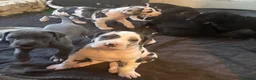 Great Dane dogs for sale: Great Dane litter waiting list announcement  - Advert 5