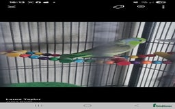 Parakeets birds for sale: 2 snd half year old parrolet  - Image 3