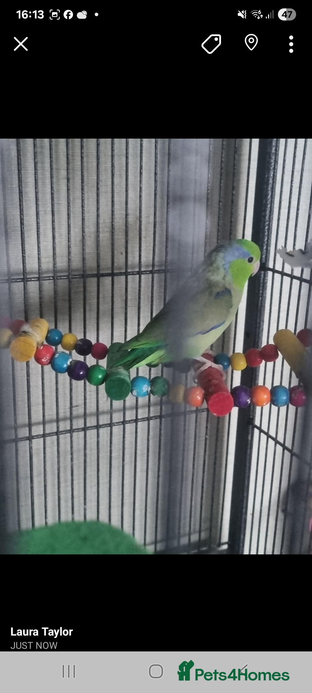 Parakeets birds for sale: 2 snd half year old parrolet  - Image 3