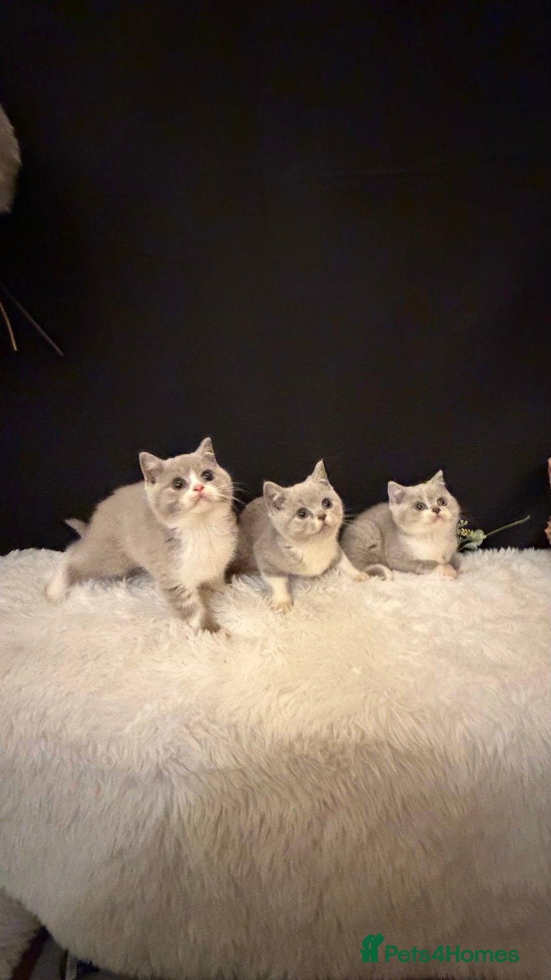 British Shorthair cats for sale: 💗 Gorgeous Full Pedigree BSH Trusted Breeder 💗 - Advert 2